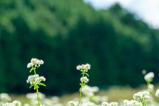 青空に映える白い蕎麦の花 青空に映える白い蕎麦の花の写真