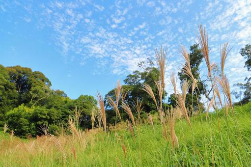 ススキ　草原　雲　青空 ススキ,秋,空の写真素材