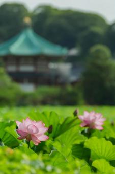 lotus, JPG