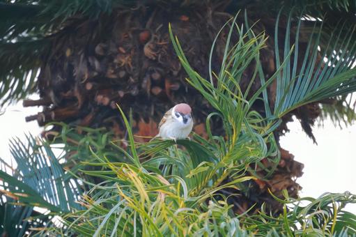 Jungle Sparrow, JPG Jungle Sparrow, JPG