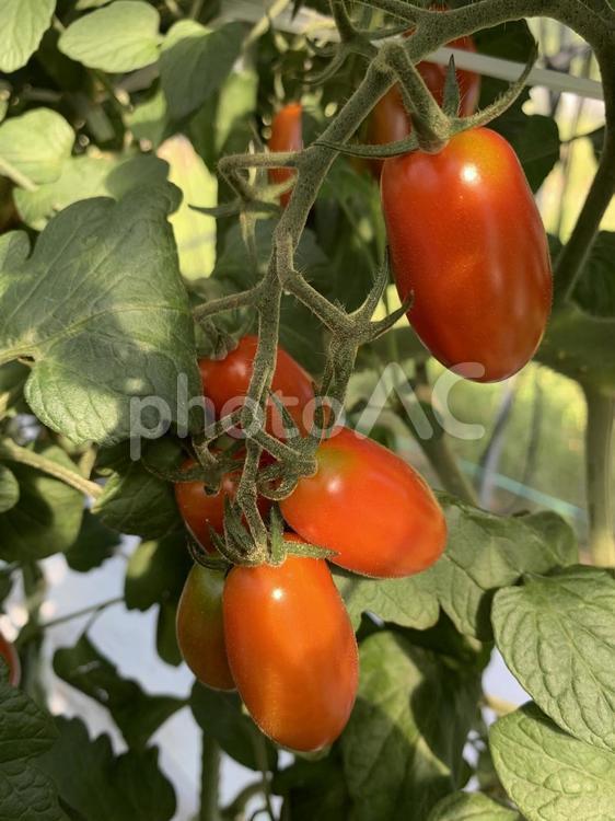 ミニトマト、プラム型　赤 ミニトマト,野菜,プラム型の写真素材