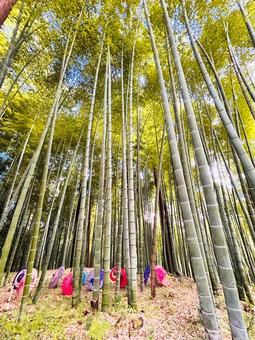 竹 竹,竹寺,寺の写真素材