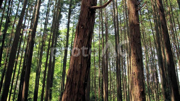 新緑の季節　西山本門寺の参道の木立ち 新緑,初夏,五月の写真素材
