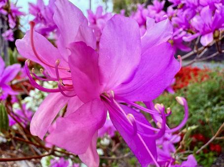 The arrival of spring and the colorful azaleas, JPG