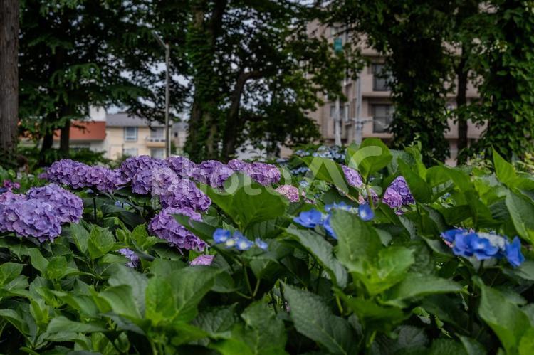 指扇アジサイまつり2025年 アジサイ,紫陽花,花の写真素材
