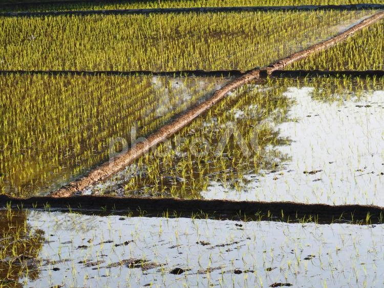 田植の終わった田んぼ＜八王子＞ 田んぼ,水田,田植の写真素材