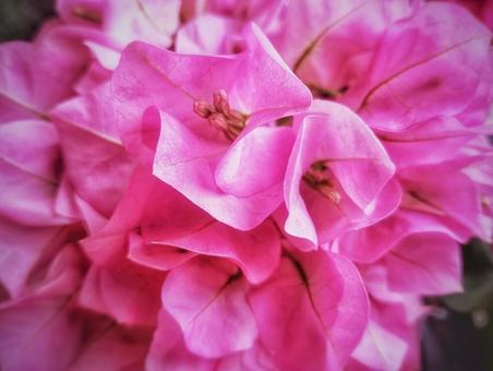 ブーゲンビレアの写真