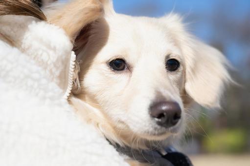 優しく見つめる白い犬 優しく見つめる白い犬 犬,白い,ふわふわの写真素材