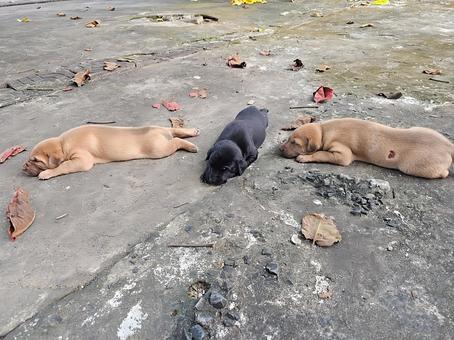 仲良くお昼寝、3匹の子犬たち 子犬,子イヌ,イヌの写真素材