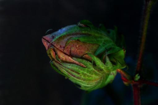 綿花のつぼみ 綿花のつぼみ 木綿,綿,花の写真素材