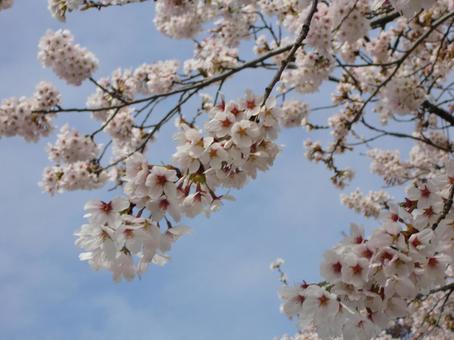 Cherry blossom blur background-4, JPG