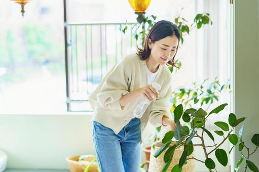 部屋の観葉植物に水をあげる女性  観葉植物,植物,水やりの写真素材