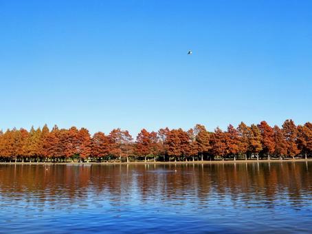 水元公園の紅葉・煉瓦色の木立＆池・葛飾区 秋,水元公園,紅葉の写真素材