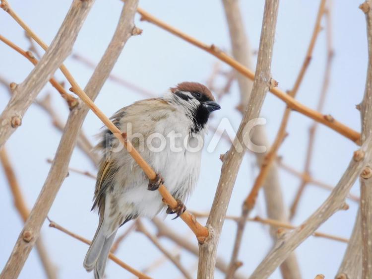 寒くて羽を膨らませているスズメ2 スズメ,野鳥,バードウォッチングの写真素材