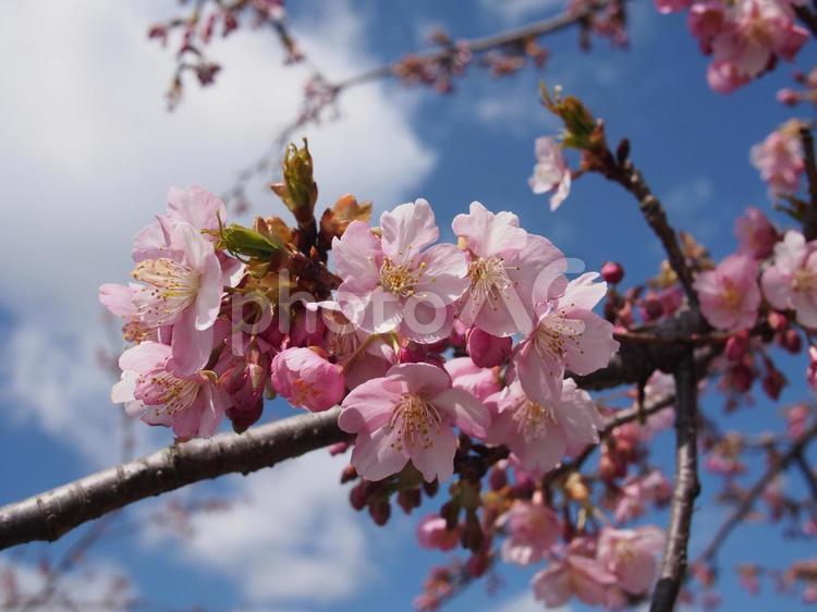 桜　春の訪れ 桜,春の訪れ,桜の花の写真素材