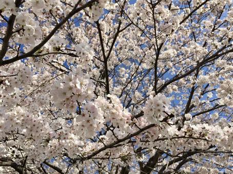桜 桜,サクラ,さくらの写真素材