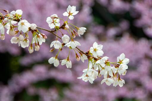 青空に映える満開の桜 30 桜,ソメイヨシノ,サクラの写真素材