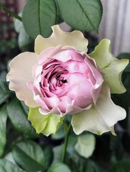 ベランダのバラ・コフレ ベランダのバラ・コフレ 薔薇,バラ,コフレの写真素材