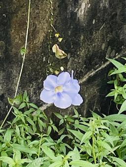 花 花の写真