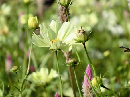 黄色いコスモスのクローズアップ コスモス,秋桜,花の写真素材