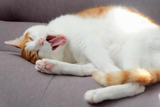ソファと猫_11 ソファと猫_11 猫画像,ねこ写真,ソファの写真素材