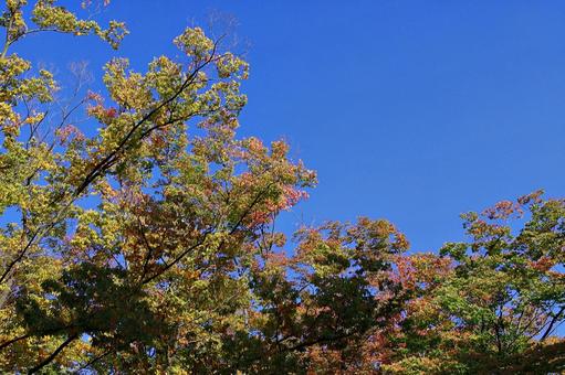 秋空と色づく森 秋空と色づく森 紅葉,始まり,秋の写真素材