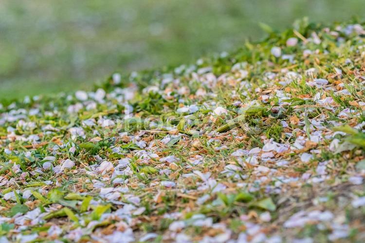 地面に散った桜の花びら さくら,ソメイヨシノ,お散歩の写真素材