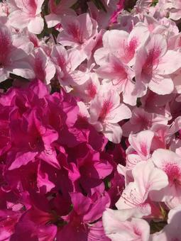 Azalea flowers, JPG