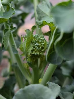 茎ブロッコリー スティックセニョール 茎ブロッコリー スティックセニョール 茎ブロッコリー,ブロッコリー,野菜作りの写真素材