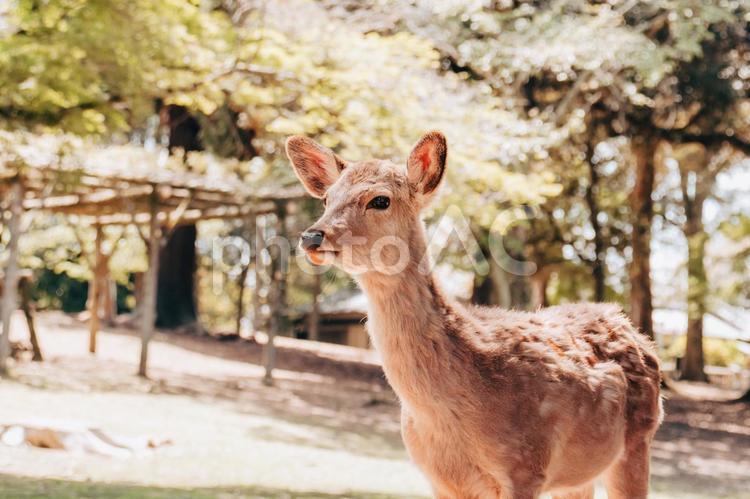 きりっとした顔いかがでしょうか 鹿,動物,哺乳類の写真素材