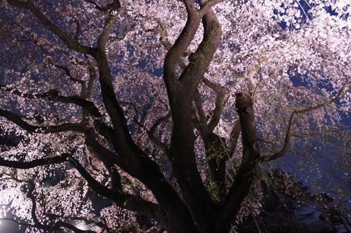 夜桜 桜,しだれ桜,春の写真素材