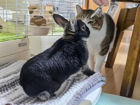 猫とうさぎ 猫,ネコ,うさぎの写真素材