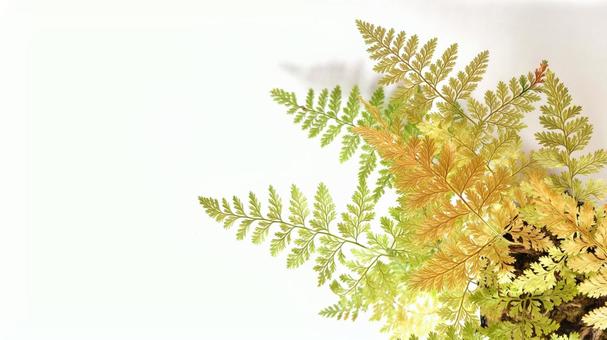 シノブ (13) 紅葉 シノブ,吊りしのぶ,シダの写真素材