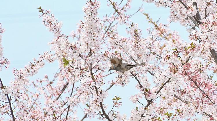 桜の花と羽ばたくヒヨドリ 桜,花,満開の写真素材