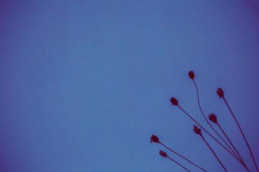 冬の花 壁紙 冬の花 壁紙の写真