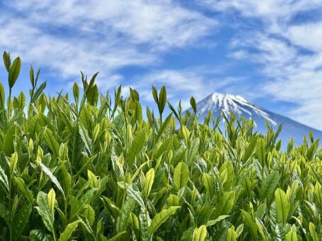 茶葉の新芽の背景にぼかし富士 茶葉,茶畑,新芽の写真素材