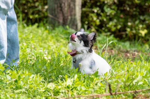 とっても甘えん坊なチワワ ちわわ,チワワ,犬の写真素材