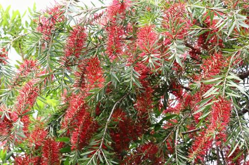 植物 ブラシノキ 植物 ブラシノキ ブラシノキ,春,5月の写真素材