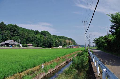 水田のある夏の風景 水田のある夏の風景 田園風景,田園,水田の写真素材