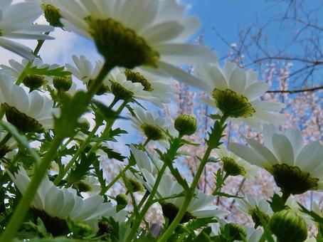 Photo, margaret, back side, sky, 