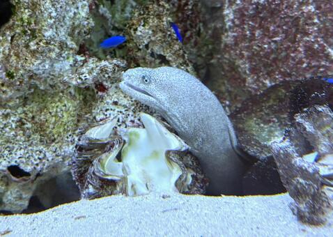 顔を出すウツボ ウツボ,海,こわいの写真素材