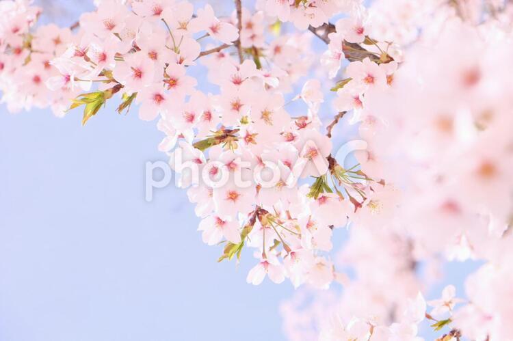 さくらさく 桜,満開,お花見の写真素材