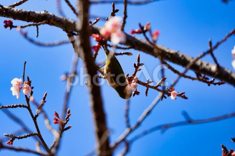 寒桜とメジロ メジロ,野鳥,桜の写真素材