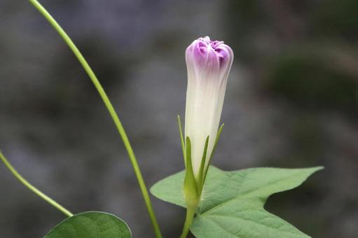 アサガオの花 朝顔,あさがお,紫色の写真素材