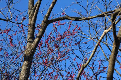 木々の中に梅の木の写真