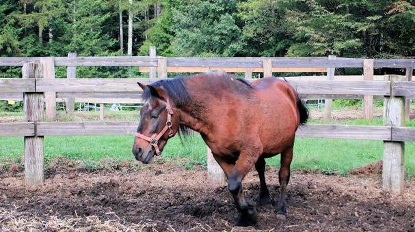 初秋の開田高原放牧場の木曽馬 初秋の開田高原放牧場の木曽馬の写真