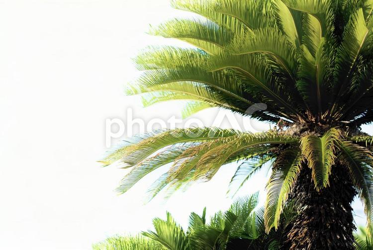 南国のソテツ 南国,植物,ソテツの写真素材