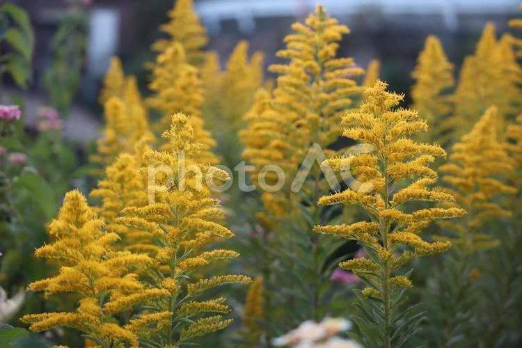 花粉症の原因だけど 自然,鮮やか,セイタカアワダチソウの写真素材