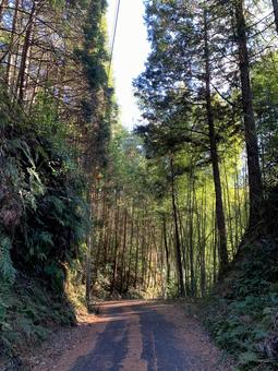 林道 林道の写真