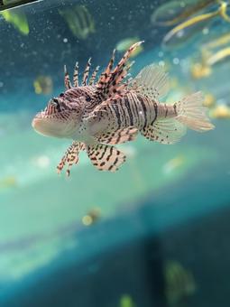 ミノカサゴ ミノカサゴ ミノカサゴ,水族館,魚の写真素材